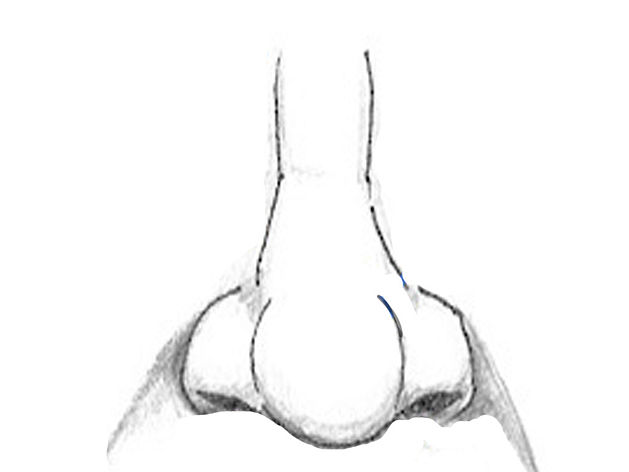 629x472 Pencil Sketches And Drawings How To Draw Human Nose - Nose Pencil Sketch