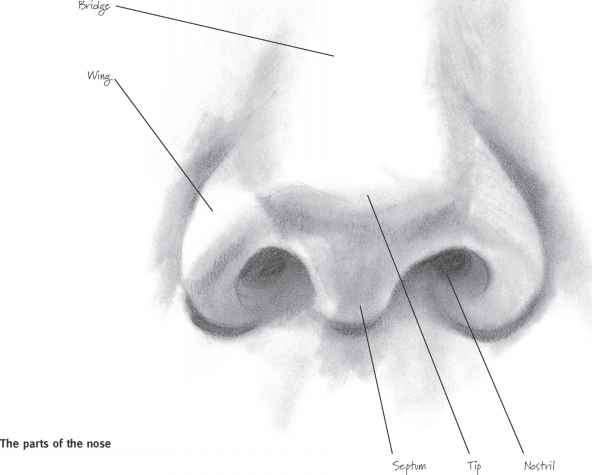 592x475 Examples Of Completed Eyes - Nose Pencil Sketch