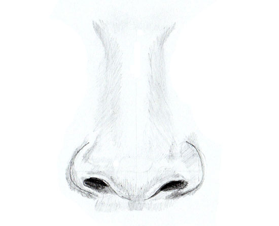 550x445 How To Draw A Human Nose - Nose Pencil Sketch