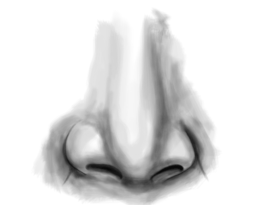 500x400 How To Draw A Nose - Nose Sketch