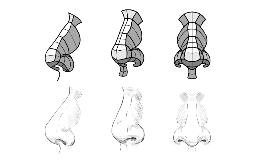850x544 How To Draw A Nose - Nose Sketch