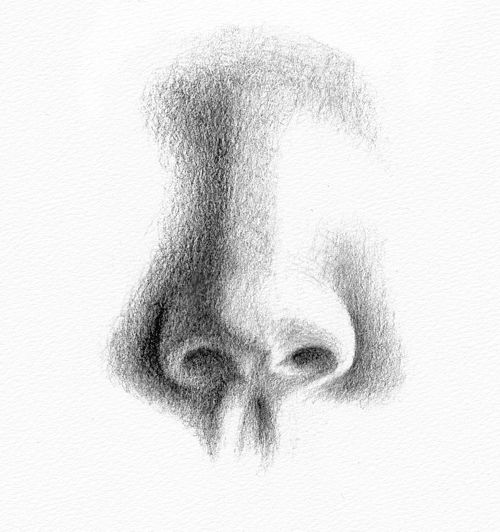 500x532 Pencil Portraits - Nose Sketch