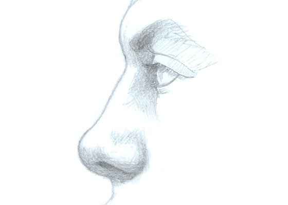 560x400 3 Step Nose Side View Drawing Tutorial - Nose Sketch Images