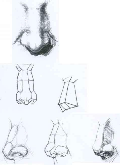 477x654 The Nose - Nose Sketch Images