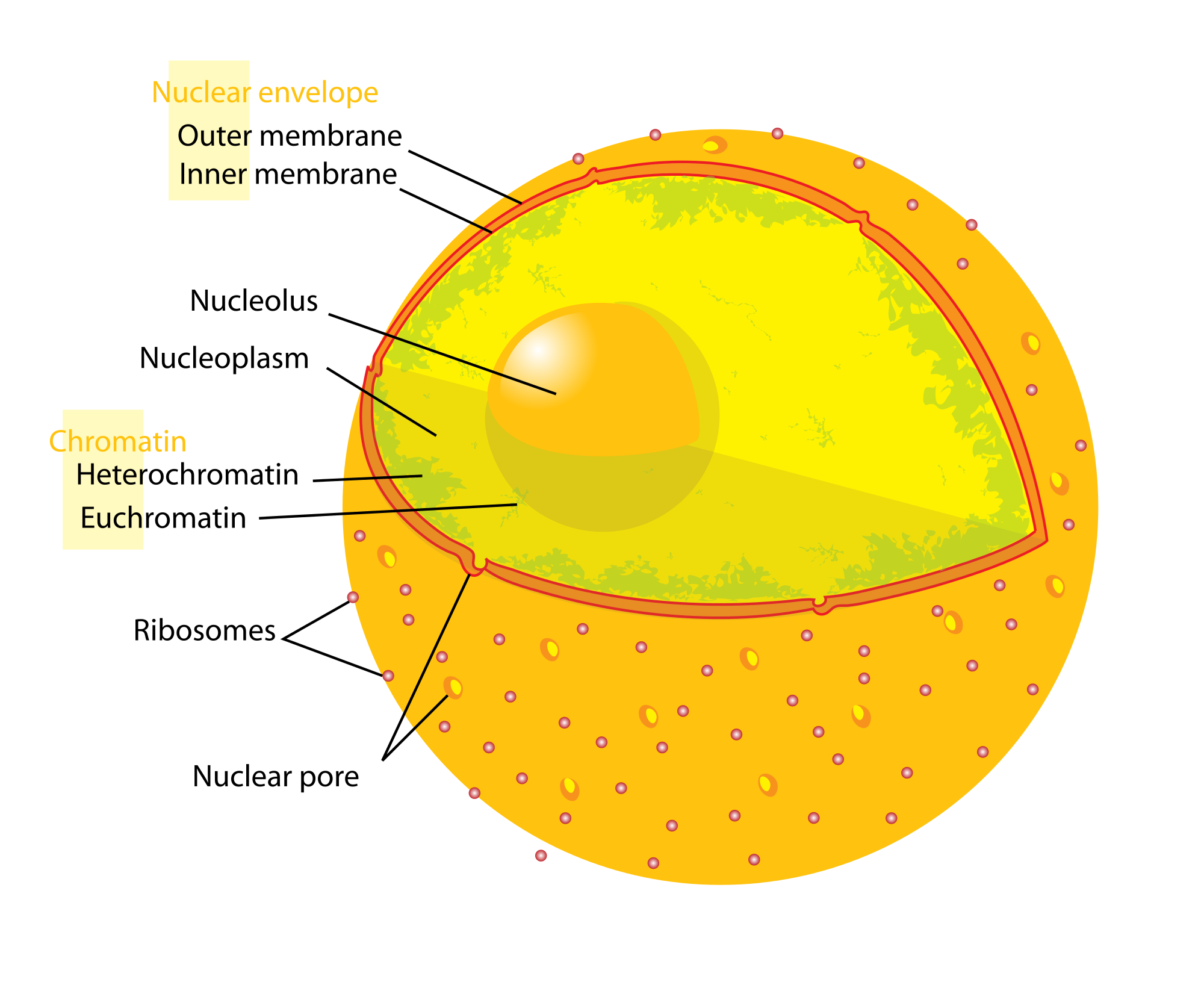 2000x1636 Nuclear Pore - Nucleus Sketch