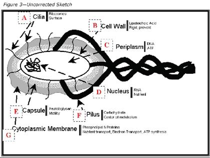420x317 Solved Uncorrected Sketch A Cilia B Cell Wall C Periplasm - Nucleus Sketch
