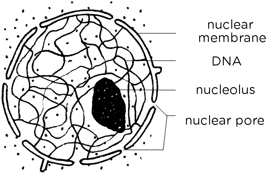 Cell Nucleus Drawing