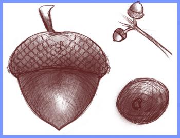 350x269 How To Draw How To Draw An Acorn, Oak Nut - Nut Sketch