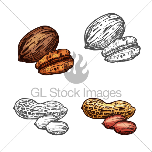 500x500 Nut And Bean Isolated Sketch Of Peanut And Pecan Gl Stock Images - Nut Sketch