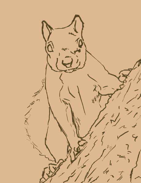 460x600 Nut Thief - Nut Sketch