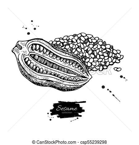 450x470 Sesame Nut And Seed Vector Drawing. Hand Drawn Food Ingredient - Nut Sketch