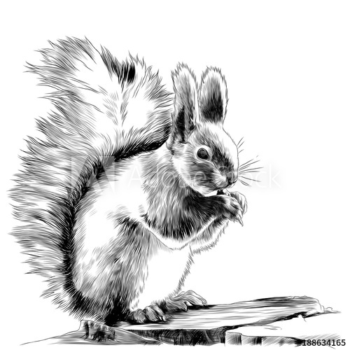 500x500 Squirrel Sitting On A Rock And Gnawing A Nut Sketch Vector - Nut Sketch