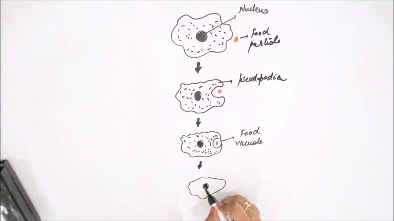 1280x720 How To Draw Nutrition In Amoeba - Nutrition Sketch