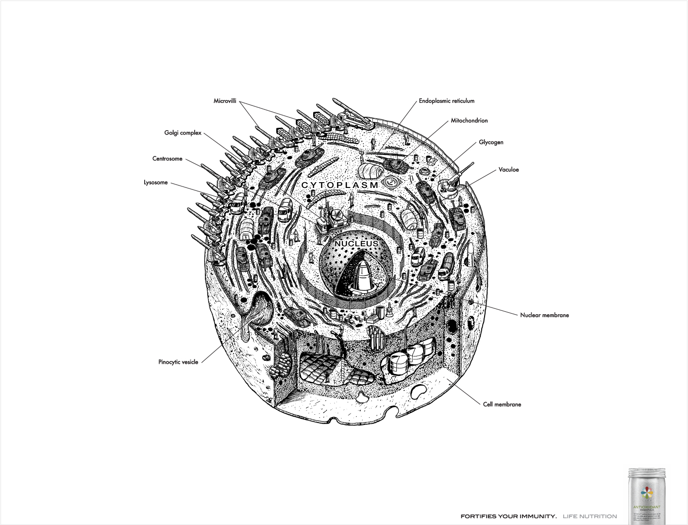 1417x1081 Life Nutrition Print Advert By Grey Body Cell Military Base Ads - Nutrition Sketch