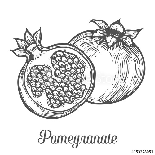 500x500 Pomegranate Fruit, Berry. Organic Nutrition Healthy Food. Engraved - Nutrition Sketch