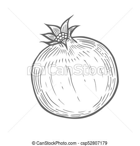 450x470 Pomegranate Fruit Illustration. Pomegranate Fruit, Berry. Engraved - Nutrition Sketch