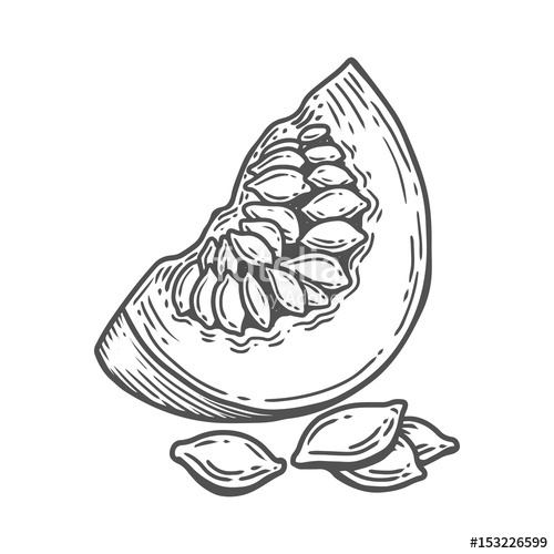500x500 Pumpkin Seed Frui, Berry. Hand Drawn Engraved Vector Sketch Etch - Nutrition Sketch