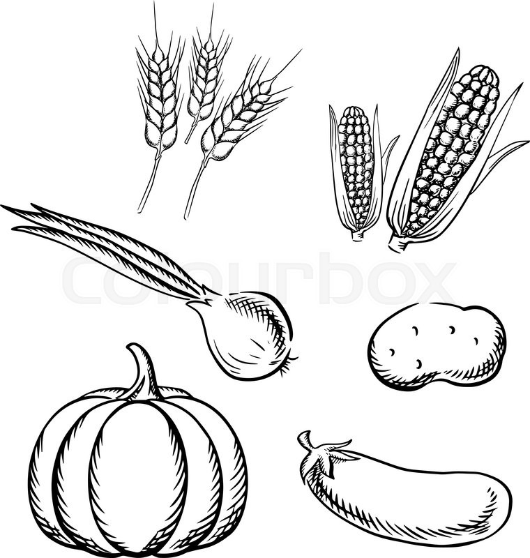 760x800 Ripe Autumn Pumpkin, Corn Cobs, Potato, Green Onion, Eggplant - Nutrition Sketch