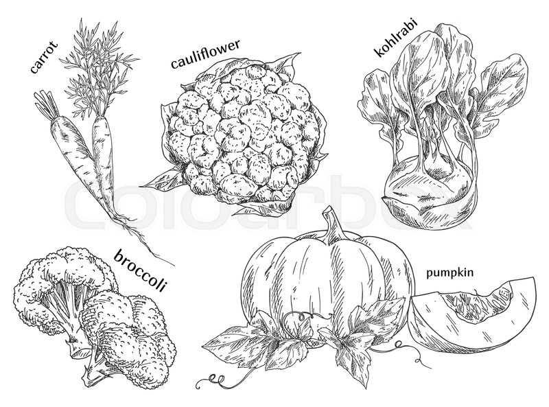 800x593 Sketch Of Carrot And Cauliflower And German, Turnip Cabbage - Nutrition Sketch