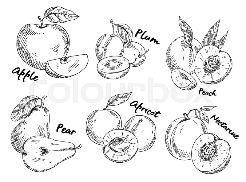 800x593 Sketches Of Fruits. Set Of Isolated Sweet Plum And Vegan Pear - Nutrition Sketch