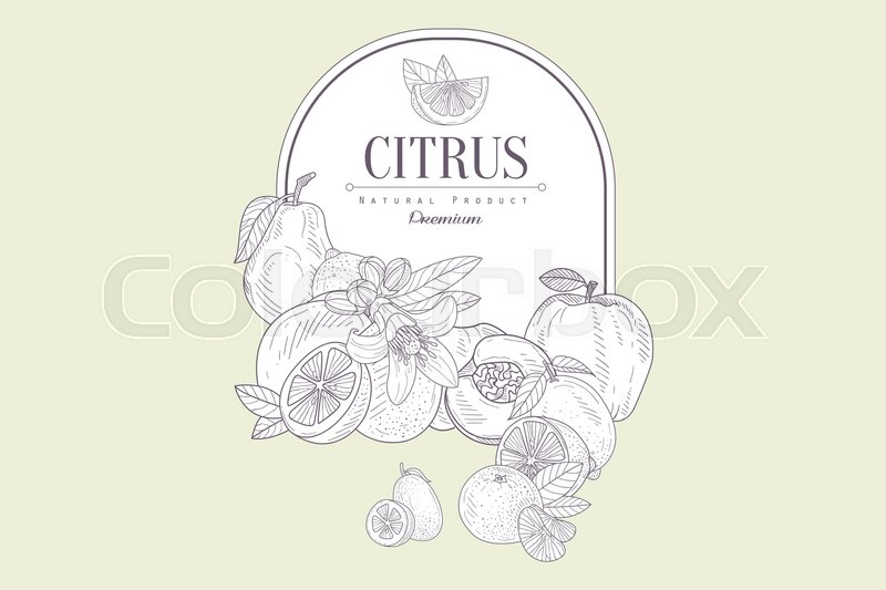 800x533 Vector Hand Drawn Illustration Of Fresh Citrus Fruits And Frame - Nutrition Sketch