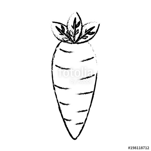 500x500 Fresh Carrot Vegetable Nutrition Healthy Lifestyle Food Vector - Nutrition Sketch