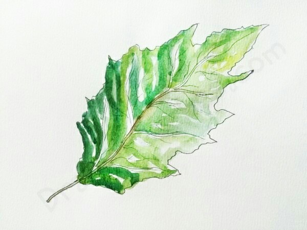 600x450 How To Draw An Oak Leaf In A Few Easy Steps With Pictures - Oak Leaf Sketch
