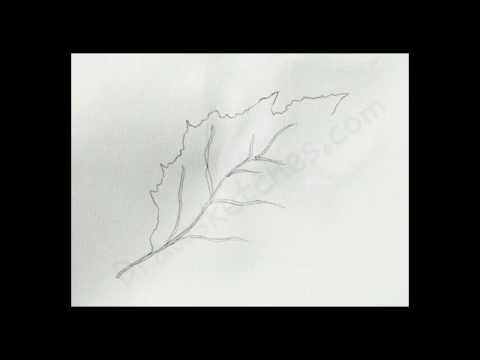 480x360 How To Draw An Oak Leaf - Oak Leaf Sketch