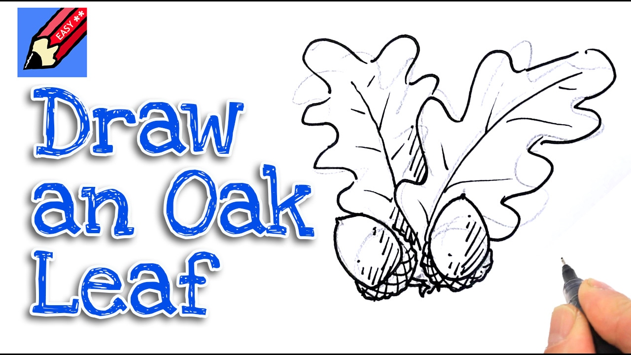 1280x720 Learn How To Draw Acorns And Oak Leaves Real Easy For Kids And - Oak Leaf Sketch