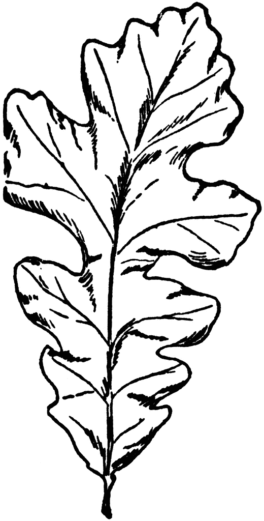 520x1024 Mossy Cup Oak Leaf Clipart Etc - Oak Leaf Sketch