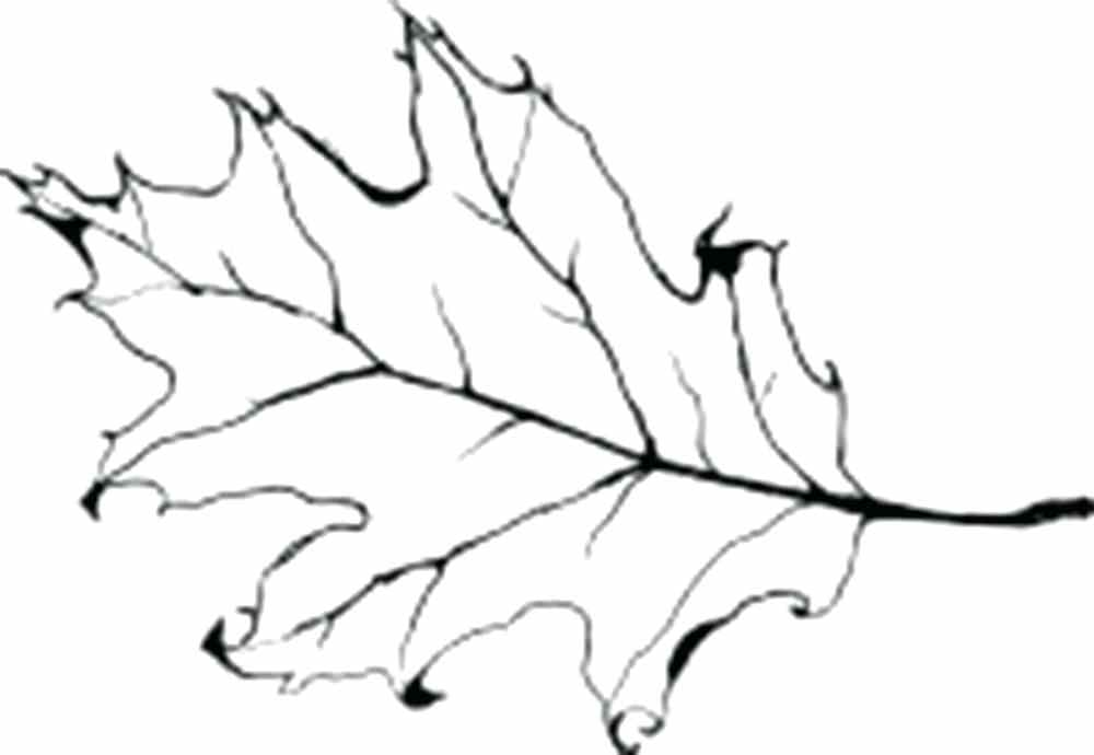 1000x690 Oak Leaf Coloring Pages 2534207 - Oak Leaf Sketch