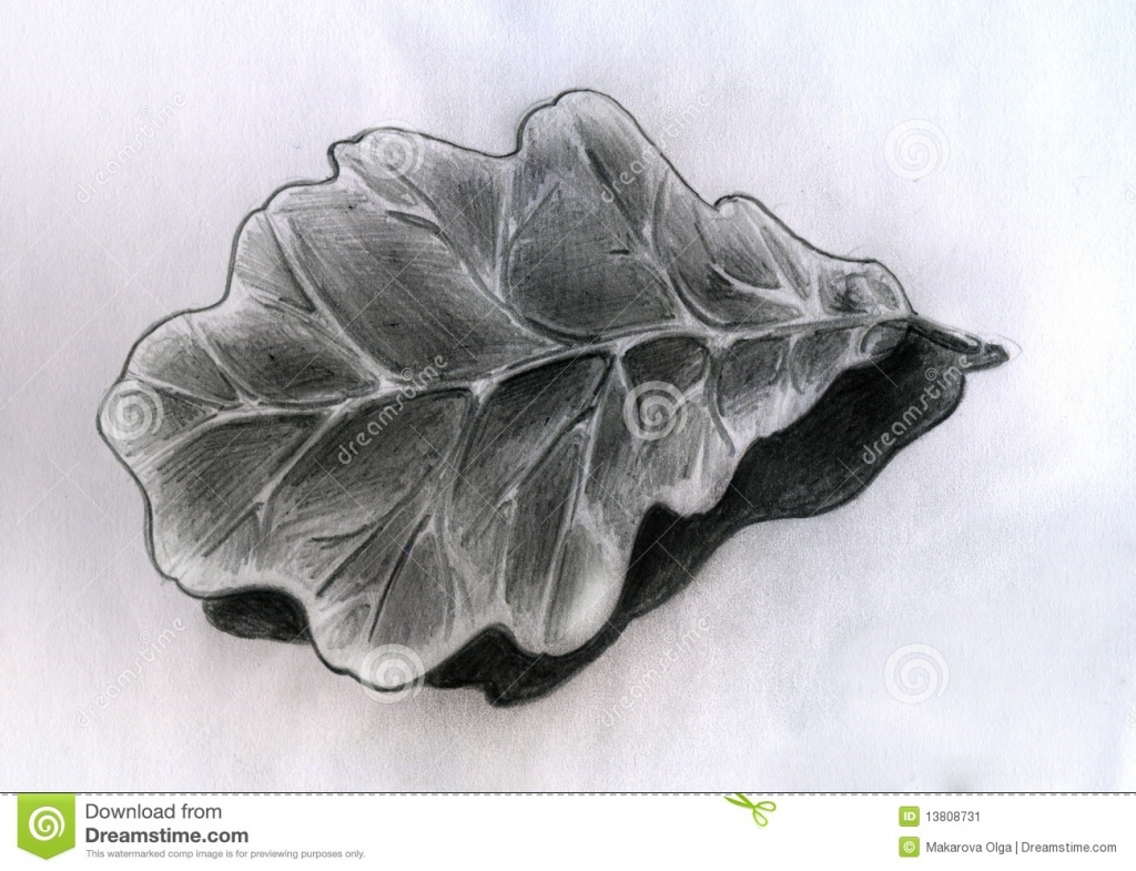 1024x785 Pencil Drawings Of Leaves Pencil Sketches Of Leaves Oak Leaf - Oak Leaf Sketch
