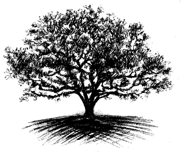 736x619 Collection Of Oak Tree Drawing Tattoo High Quality, Free - Oak Leaf Sketch
