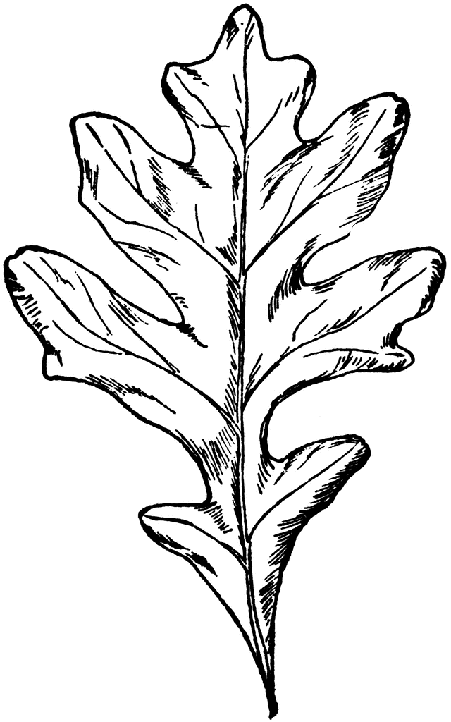 640x1024 Types Of Oak Leaves White Oak Leaf Clipart Etc Leather - Oak Leaf Sketch