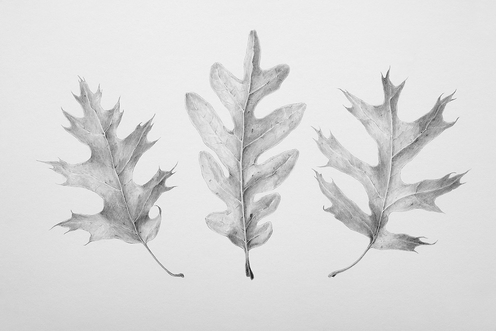 Oak Leaf Sketch At Paintingvalley Com Explore Collection Of Oak Leaf Sketch