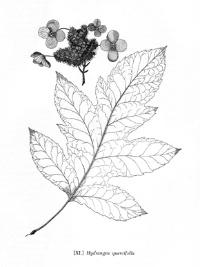 290x387 Bartram Sketch Of Oakleaf Hydrangea Encyclopedia Of Alabama - Oak Leaf Sketch