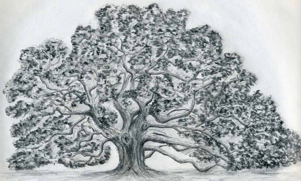 1000x603 Draw An Oak Tree. Angel Oak Tree. - Oak Leaf Sketch