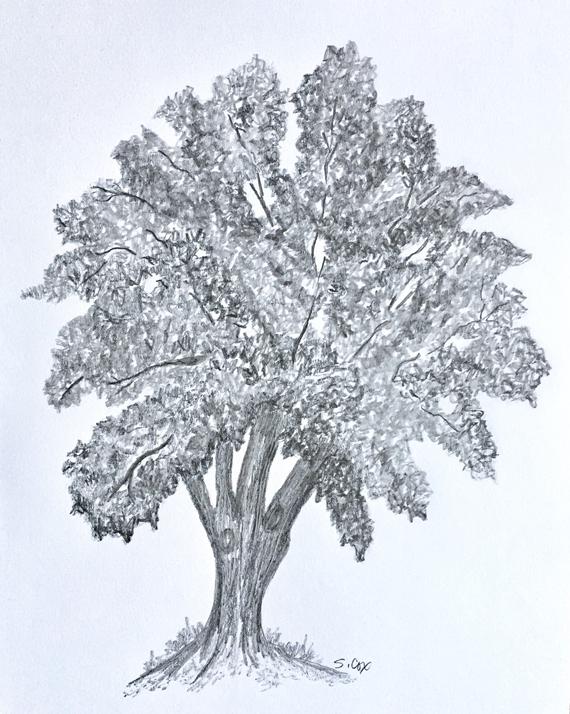 Oak Sketch at PaintingValley.com | Explore collection of Oak Sketch