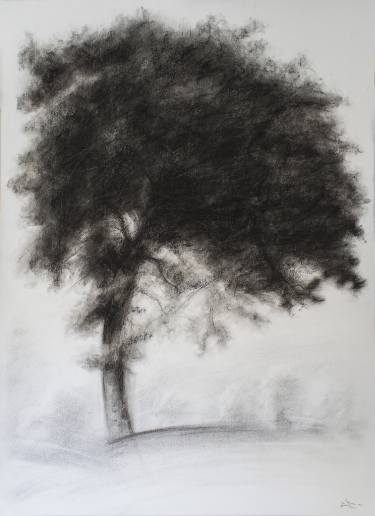 375x516 Oak Drawing - Oak Sketch