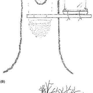 320x320 Sketch Of A Window Trap Mounted On A Living Oak (A), And On A - Oak Sketch