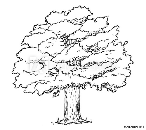 500x447 Drawing Of Oak Tree - Oak Sketch