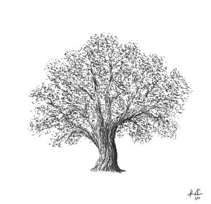 300x289 Father Tree Drawing By Adam Vereecke - Oak Sketch