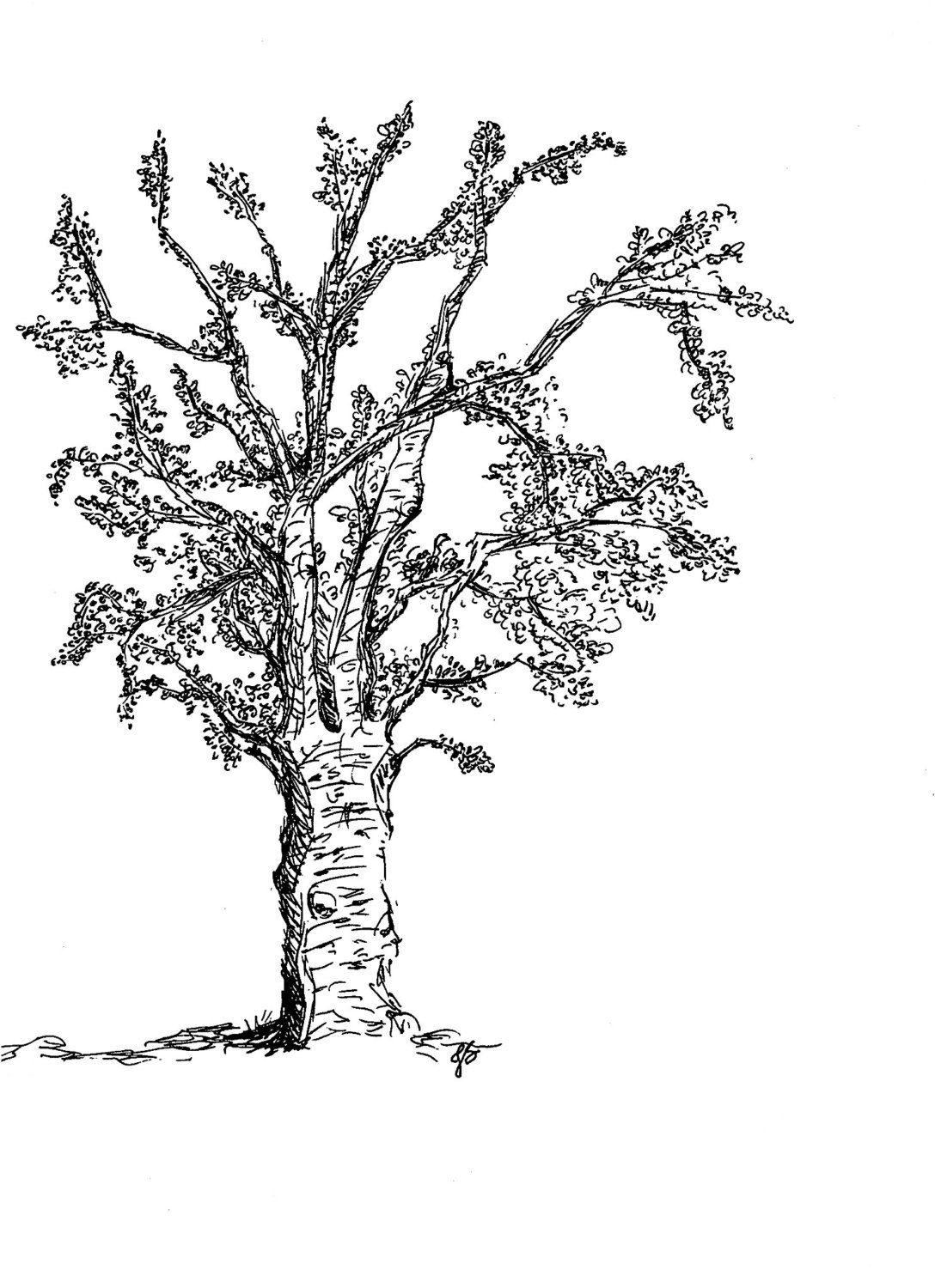 Рисунок дерева карандашом с листьями