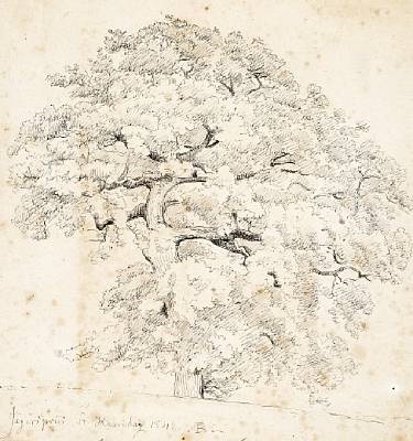 375x400 Oak Tree In Forest. Sketch By Peter Christian Thamsen - Oak Tree Sketch