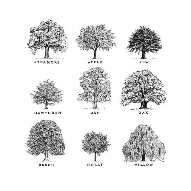 640x640 Pin By Neslihan On Bitki Drawings, Tree - Oak Tree Sketch