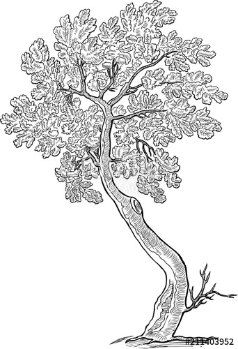 342x500 Sketch Of A Decorative Small Oak Tree Stock Image And Royalty - Oak Tree Sketch