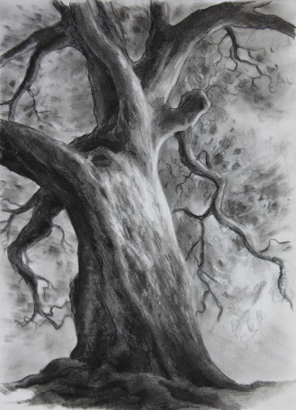 577x800 Sketches Kathleen B. Hudson - Oak Tree Sketch