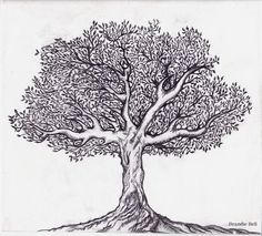 236x213 Tree Drawing - Oak Tree Sketch