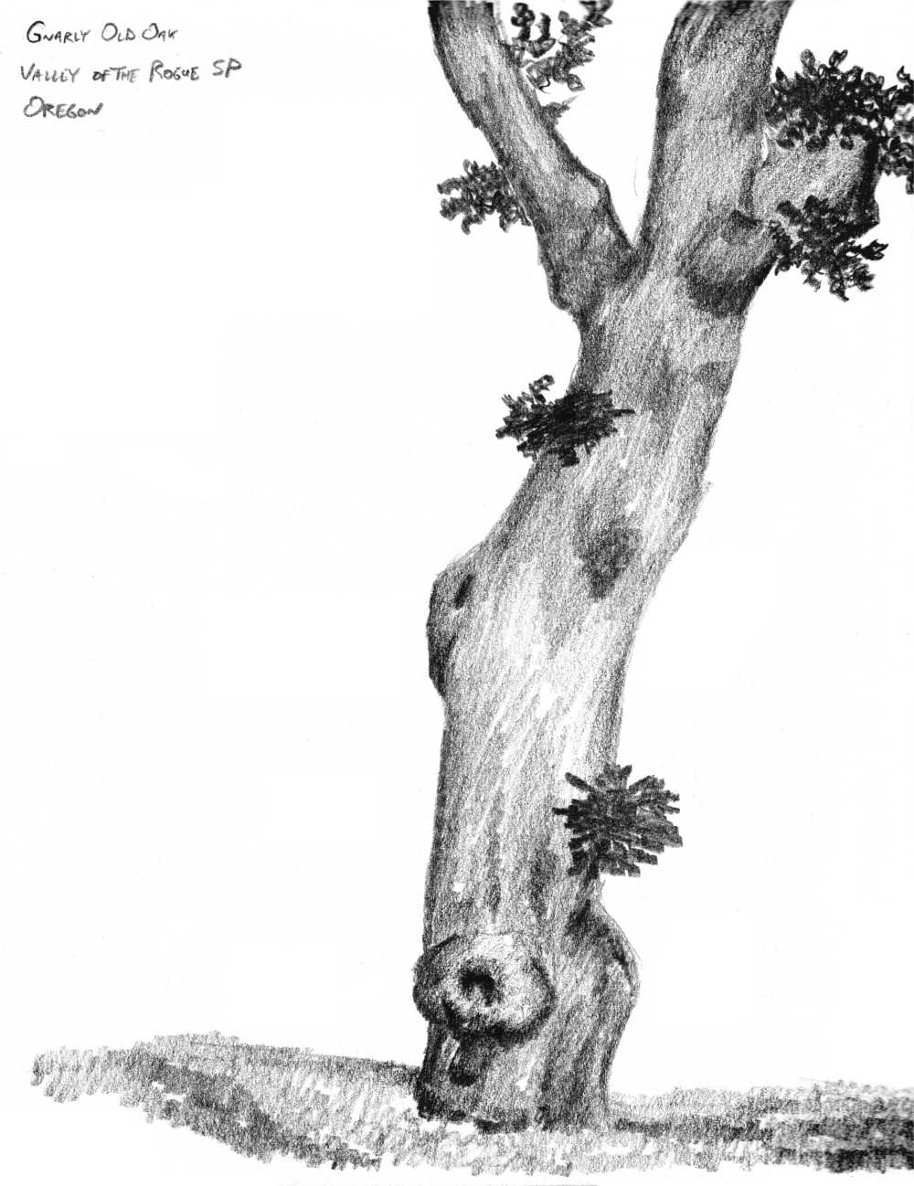 1000x1298 Charcoal Matthew French Holt - Oak Tree Sketch