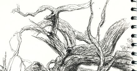 439x230 Ghost Blog Oak Tree Sketch - Oak Tree Sketch